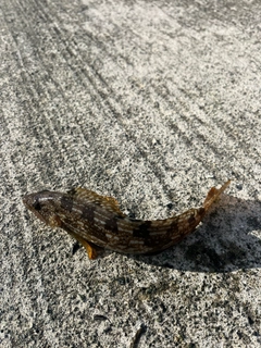 アイナメの釣果