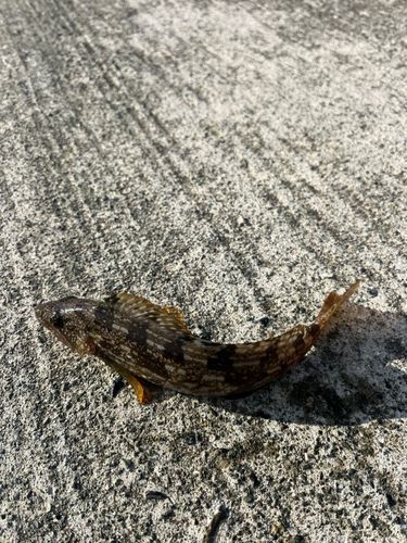 アイナメの釣果