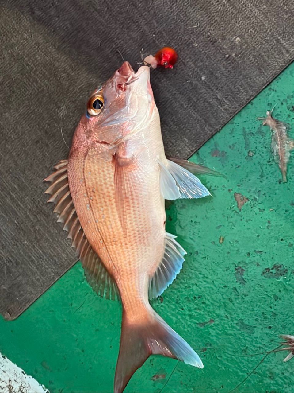 ♡りな♡さんの釣果 2枚目の画像