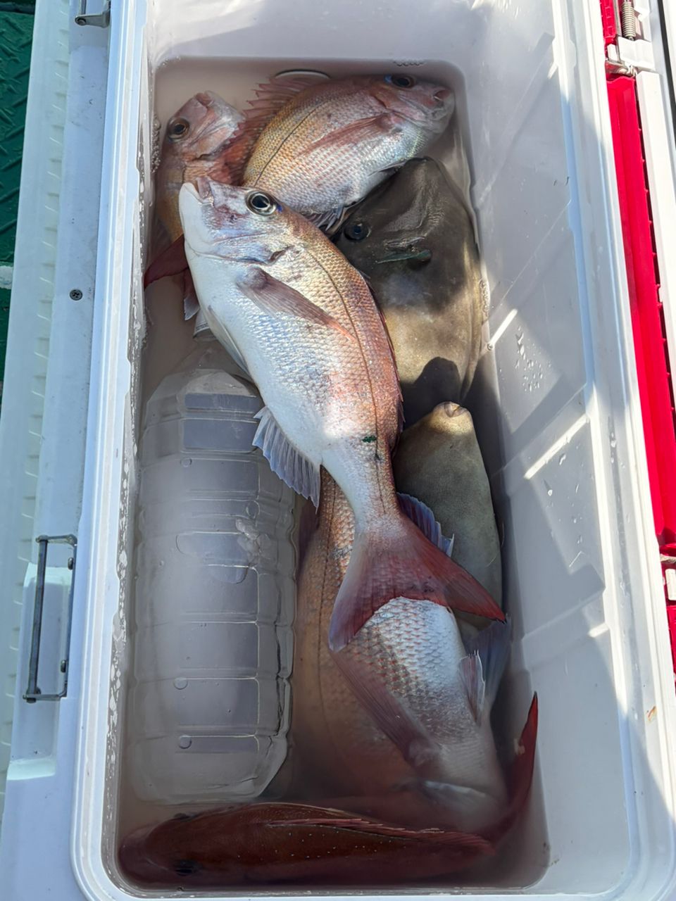 ♡りな♡さんの釣果 3枚目の画像