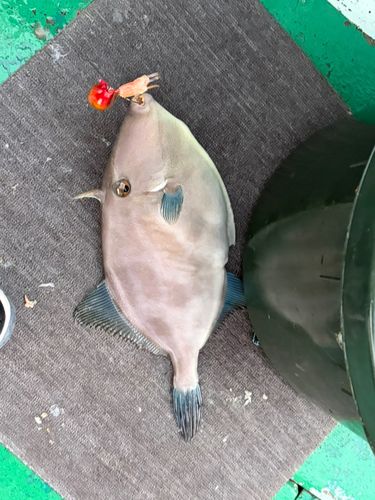 ウマヅラハギの釣果