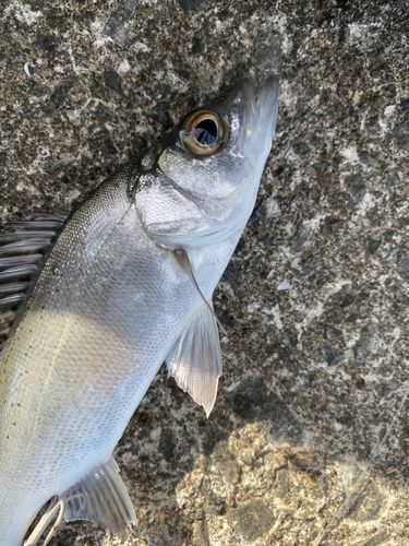 小湊漁港（鹿児島）