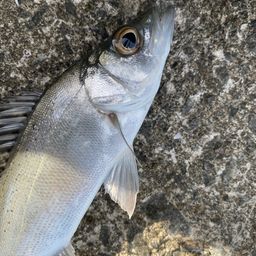 セイゴ（ヒラスズキ）