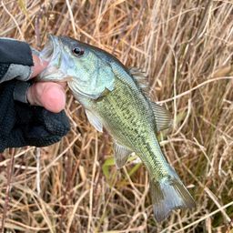 ラージマウスバス