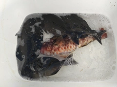 オナガグレの釣果