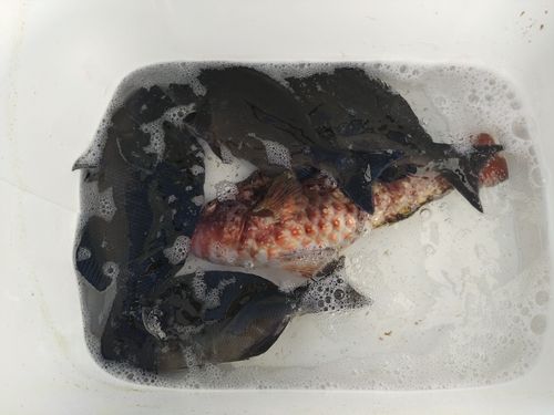 オナガグレの釣果