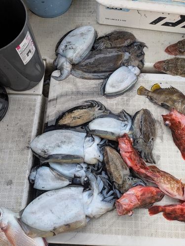 イカの釣果