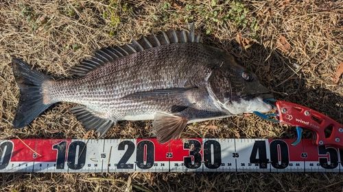 チヌの釣果