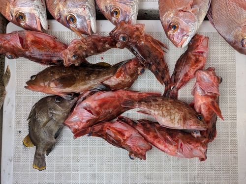 アラカブの釣果