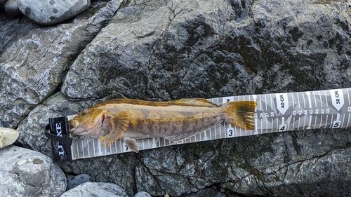 アイナメの釣果