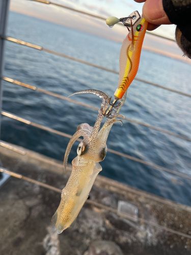 ヒイカの釣果