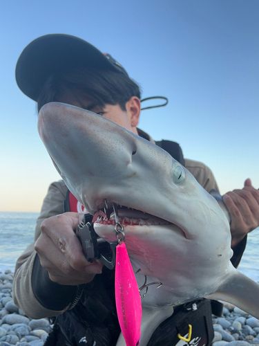 サメの釣果