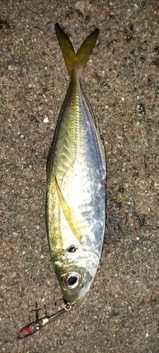 マアジの釣果