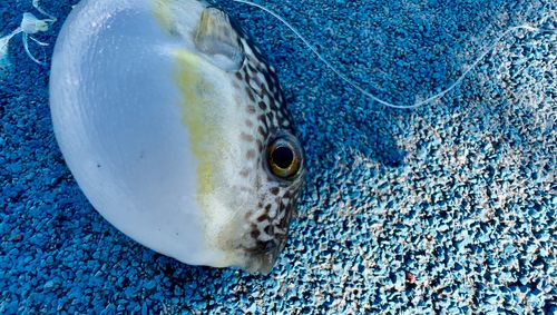 新地町海釣り公園