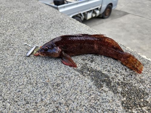 アイナメの釣果