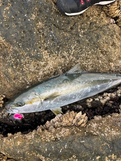 ヒラマサの釣果