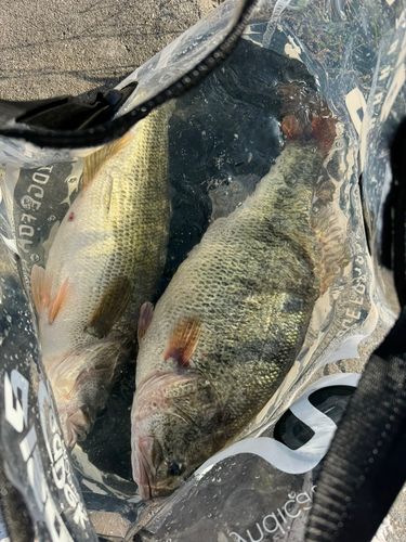 ブラックバスの釣果