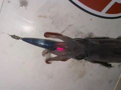 ヤリイカの釣果