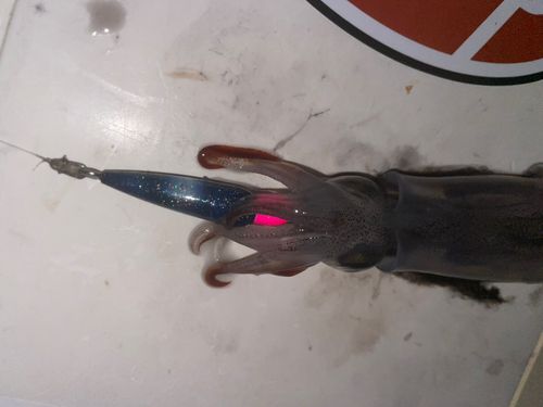 ヤリイカの釣果