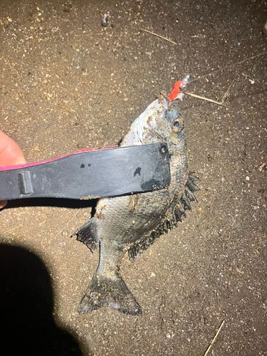 チンチンの釣果