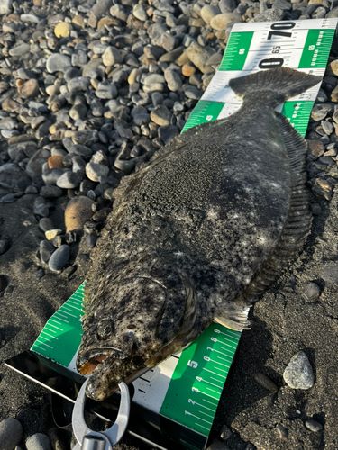 ヒラメの釣果
