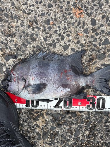 桂島（島根県）