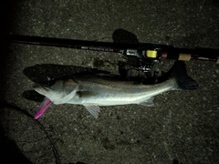 マルスズキの釣果