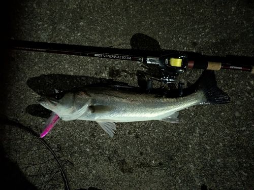 マルスズキの釣果