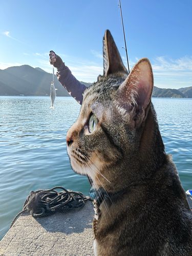 イケカツオの釣果
