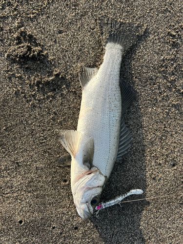 ヒラスズキの釣果