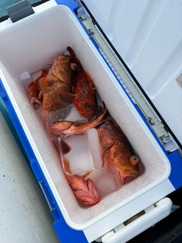 ウッカリカサゴの釣果