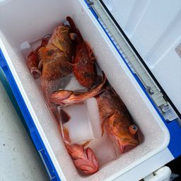 ウッカリカサゴ