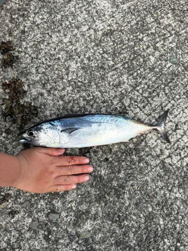 熱海港海釣り施設