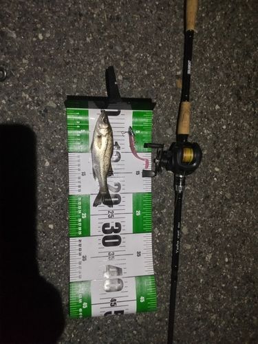 セイゴ（マルスズキ）の釣果