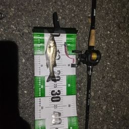 セイゴ（マルスズキ）