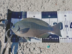 クチブトグレの釣果