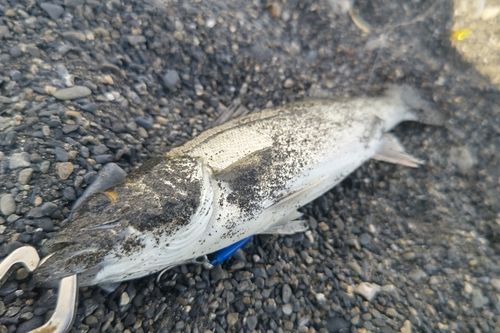 セイゴ（ヒラスズキ）の釣果