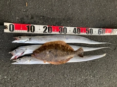 タチウオの釣果