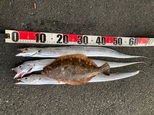 タチウオの釣果