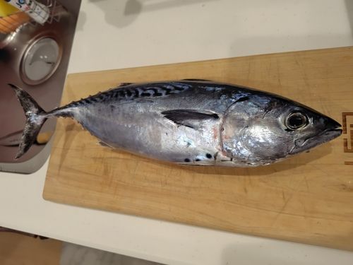 スマガツオの釣果