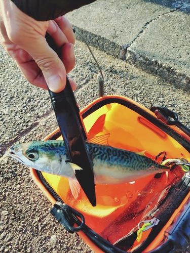 サバの釣果