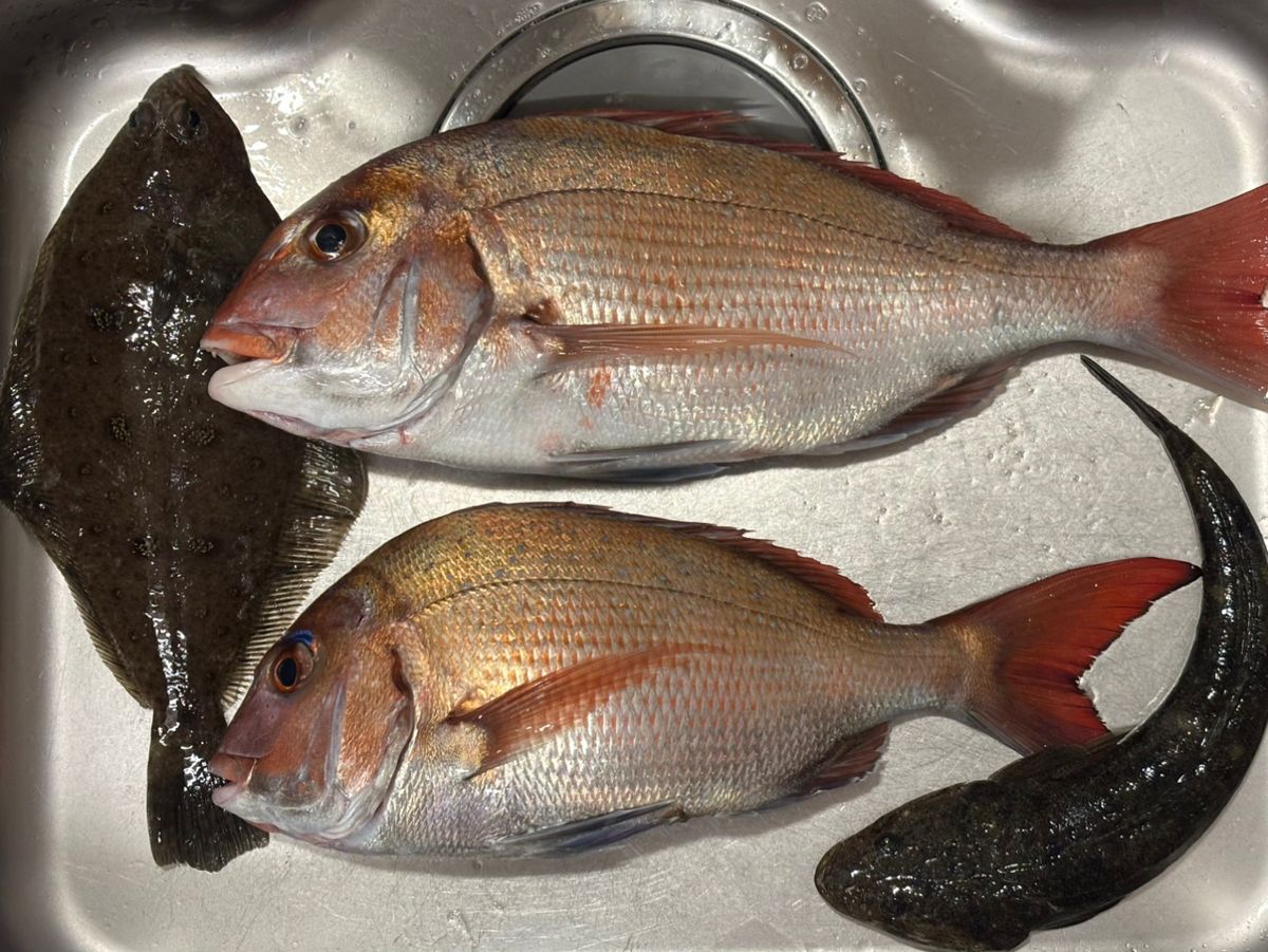 あんぐらーやまさんの釣果 3枚目の画像