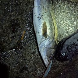 フッコ（マルスズキ）