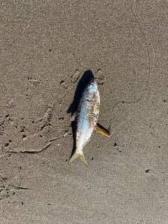 コノシロの釣果