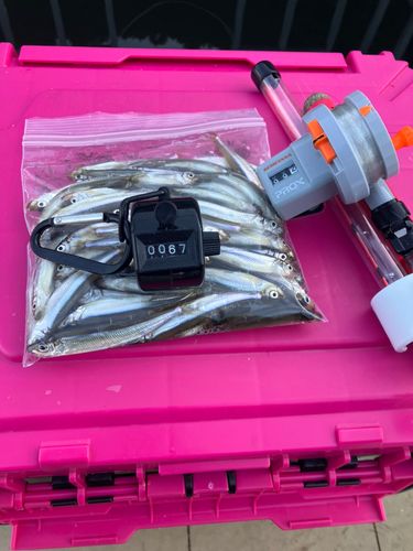 ワカサギの釣果