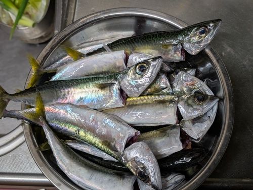 サバの釣果