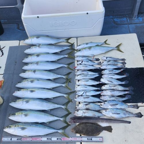 クログチの釣果