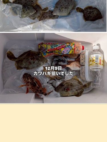カワハギの釣果