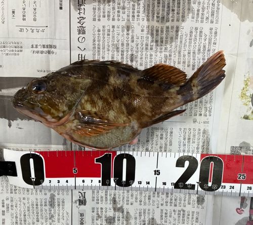 カサゴの釣果