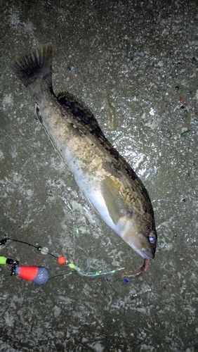 アイナメの釣果